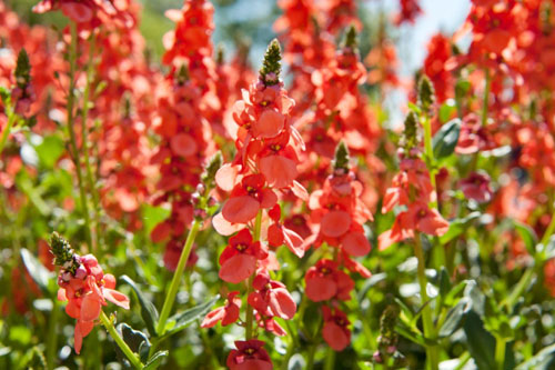 Diascia SUNDIASCIA Orange Diascia SUNDIASCIA Orange
