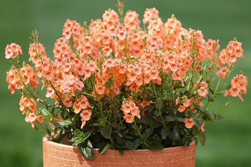 Diascia SUNDIASCIA Peach Diascia SUNDIASCIA Peach