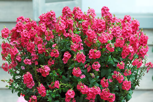 Diascia SUNDIASCIA Rose Pink Diascia SUNDIASCIA Rose Pink