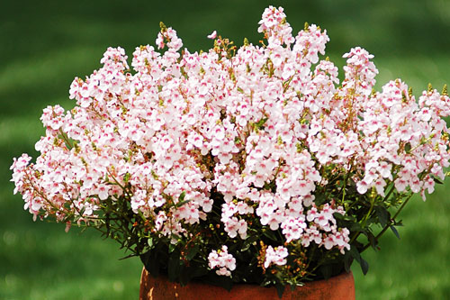 Diascia SUNDIASCIA Sakura Pink Diascia SUNDIASCIA Sakura Pink