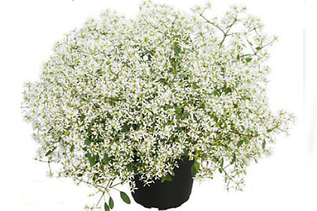 Euphorbia Diamond Snow Euphorbia Diamond Snow