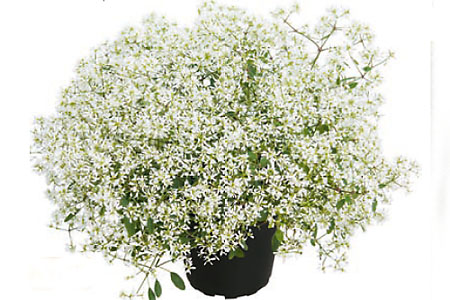 Euphorbia Diamond Snow