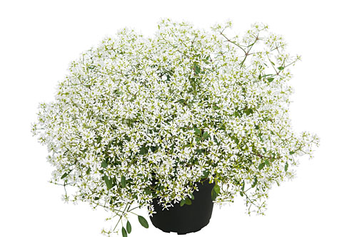 Euphorbia  Diamond Snow