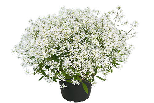 Euphorbia Diamond Star Euphorbia Diamond Star