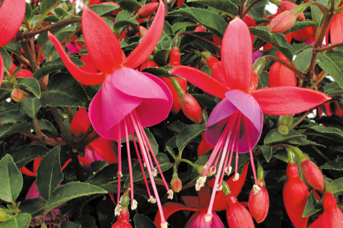 Fuchsia Shadowdancer Carlotta