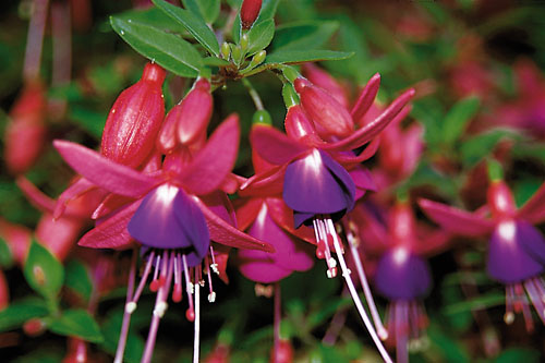 Fuchsia Shadowdancer Gene