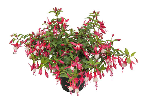 Fuchsia Trailing Shadowdancer Alice Fuchsia Trailing Shadowdancer Alice