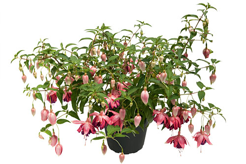 Fuchsia Trailing Shadowdancer Wanda Fuchsia Trailing Shadowdancer Wanda
