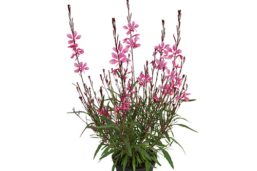 Gaura EVERLAST Pink Parque Gaura EVERLAST Pink Parque