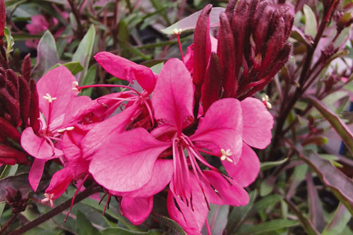 Gaura  Flamingo Pink