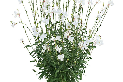 Gaura  Nova