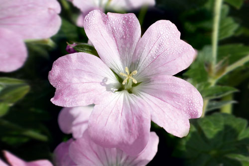 Geranium  Dreamland