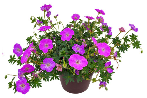 Geranium Frivolius Purple Geranium Frivolius Purple
