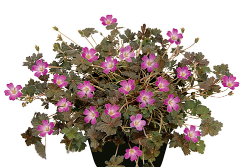 Geranium  Orkney Cherry