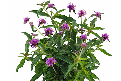 Gomphrena Little Truffula Gomphrena Little Truffula