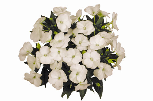 Impatiens BONITA Cabo Blanco
2022 Impatiens BONITA Cabo Blanco
2022