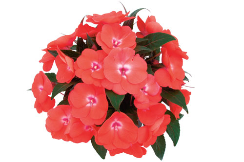 Neu Guinea-Impatiens PARADISE Amoya