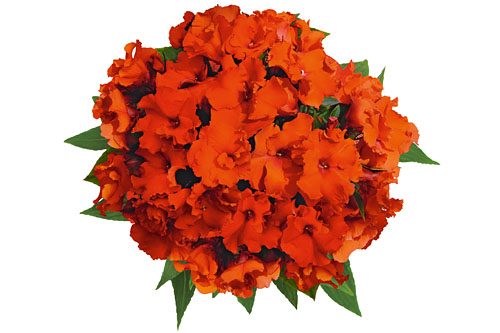 Impatiens PARADISE Rokoko Antoinette 2022 Impatiens PARADISE Rokoko Antoinette 2022