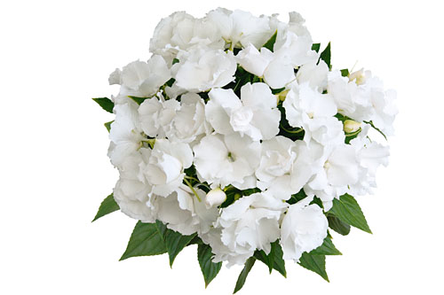 Impatiens PARADISE Rokoko Blanca 2022 Impatiens PARADISE Rokoko Blanca 2022