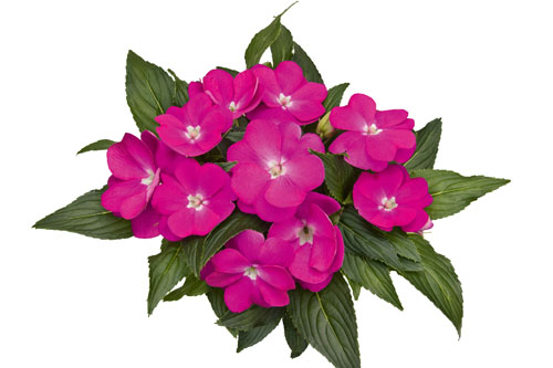 Impatiens PARADISE Dark Moyo