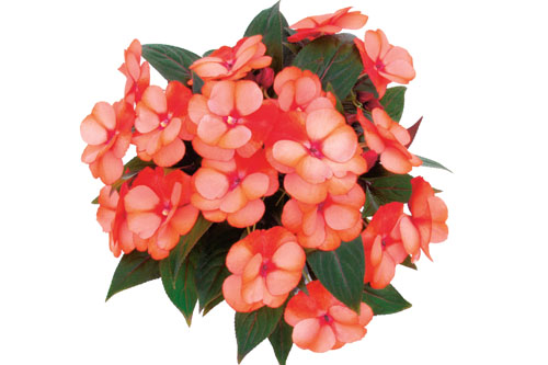 Impatiens PARADISE Improved Sumba