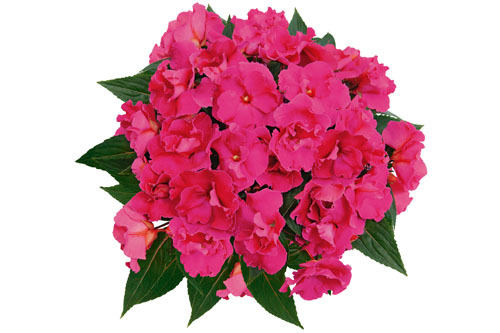Impatiens PARADISE Rokoko Isabeau 2022 Impatiens PARADISE Rokoko Isabeau 2022