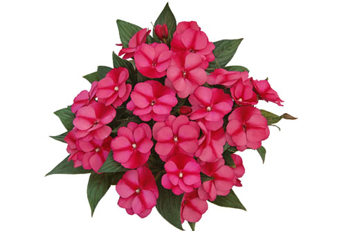 Impatiens PARADISE Jaco