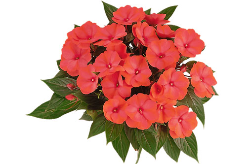 Impatiens PARADISE Malita