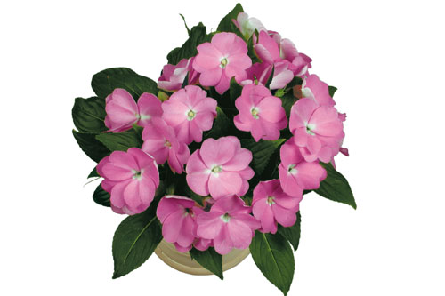 Impatiens PARADISE Yoco