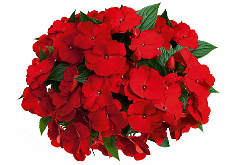 Impatiens PARADISE Yonita
