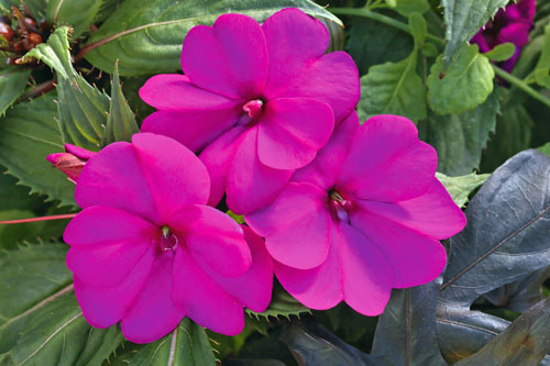 Impatiens Sunpatiens compact Purple