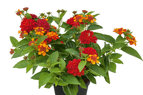 Lantana CALIPPO Flame Lantana CALIPPO Flame