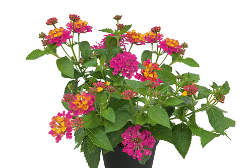 Lantana CALIPPO Orchid Lantana CALIPPO Orchid