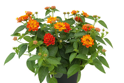 Lantana CALIPPO Pumpkin Lantana CALIPPO Pumpkin
