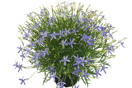Laurentia Beths Blue Laurentia Beths Blue