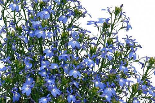 Lobelia  Blue Breeze