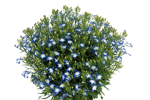 Lobelia Lobelix Blue White Eye