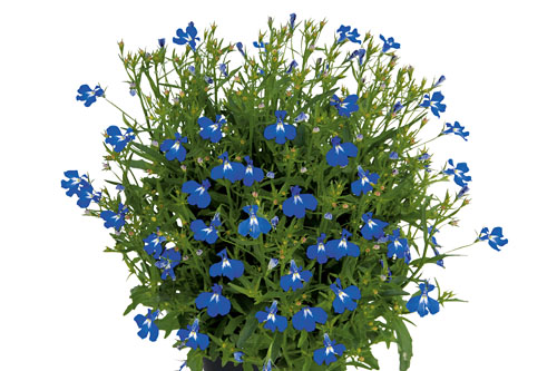 Lobelia Lobelix Blue