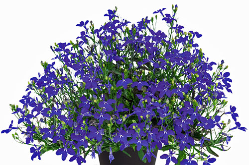 Lobelia Lobelix Electric Indigo Lobelia Lobelix Electric Indigo