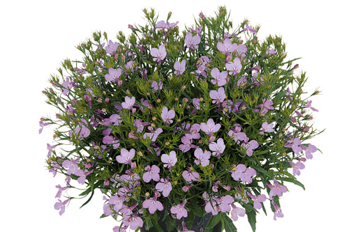 Lobelia Lobelix Lilac