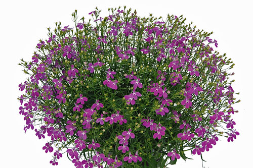 Lobelia Lobelix Purple