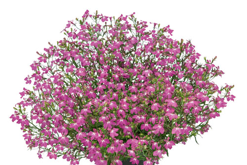 Lobelia Lobelix Rose Pink