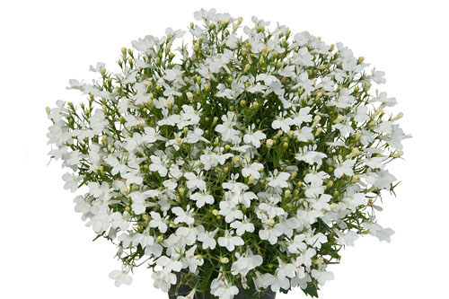 Lobelia Lobelix White