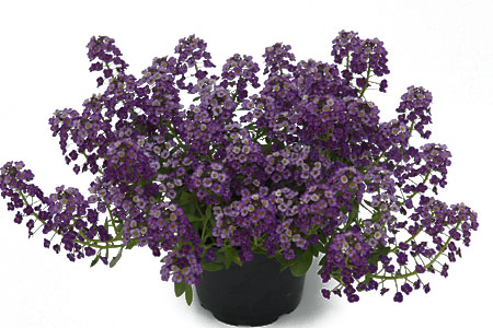 Lobularia Princess in Purple