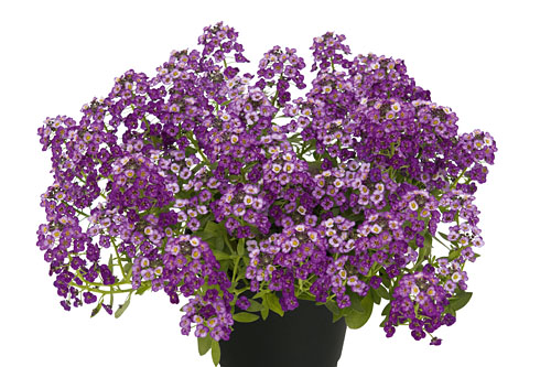 Lobularia  Princess in Purple