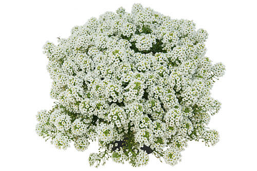 Lobularia  Snow White