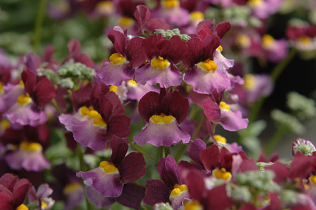 Nemesia Fairy Kisses Boysenberry Nemesia Fairy Kisses Boysenberry