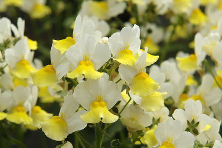 Nemesia Fairy Kisses Citrine Nemesia Fairy Citrine
