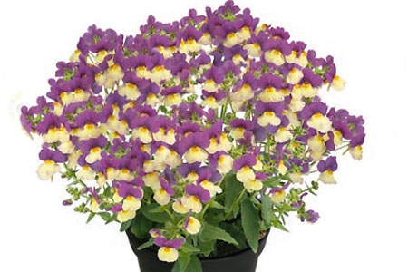 Nemesia Fairy Kisses Vanilla Berry