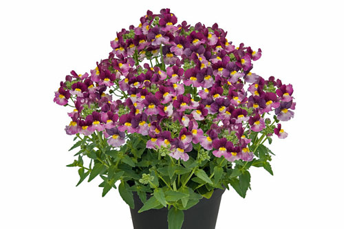 Nemesia Fairy Kisses Boysenberry 2024